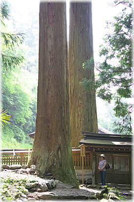 画像:相生杉(幹と並ぶ)