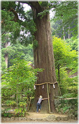 画像:叶大杉(幹と並ぶ)