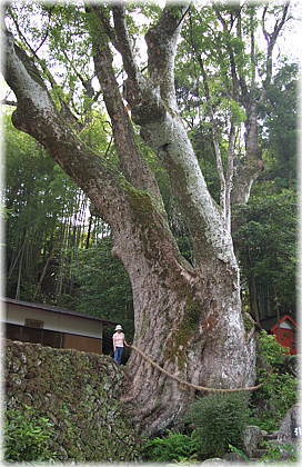 画像:引作の大楠(幹と並ぶ)_1