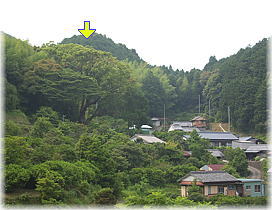 画像:引作の大楠(遠景)