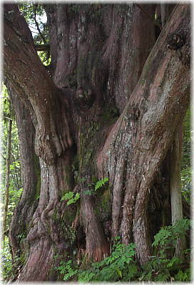 画像:平湯大ネズコ_3