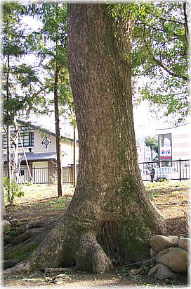 画像:広瀬神社のクスノキ
