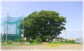 画像:本田のケヤキ(遠景)