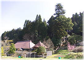 画像:本明寺のモミ(遠景)