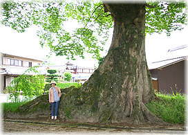 画像:柞原八坂神社のケヤキ(幹と並ぶ)