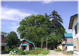 画像:古殿の大ケヤキ(全景)