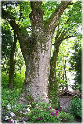 画像:八坂神社のケヤキ