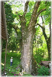 画像:八坂神社のケヤキ(幹と並ぶ)