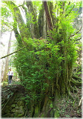 画像:井戸神社のカツラ(幹と並ぶ)
