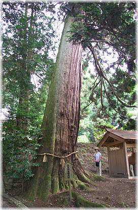 画像:諏訪神社大杉(幹と並ぶ)