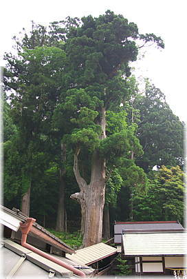 画像:井光神社のスギ(全景)