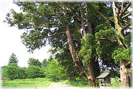 画像:池寺のスギ