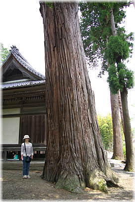画像:池下不動尊のスギ(幹と並ぶ)