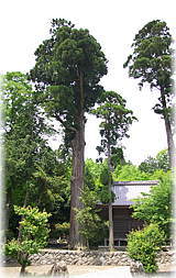 画像:池下不動尊のスギ(全景)