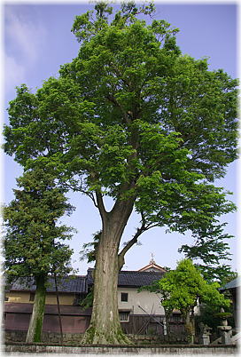 画像:今代町八幡神社のケヤキ(全景)