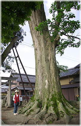 画像:今代町八幡神社のケヤキ(幹と並ぶ)