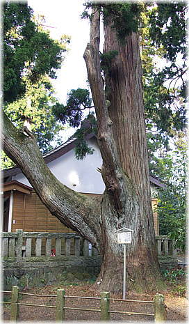 画像:一幣司浅間神社のスギ_1