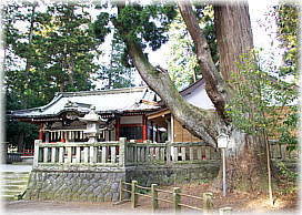画像:一幣司浅間神社のスギ_2