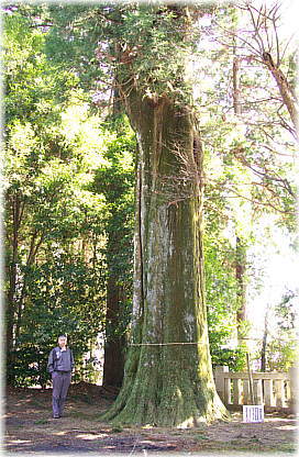 画像:一色神社のスギ(幹と並ぶ)