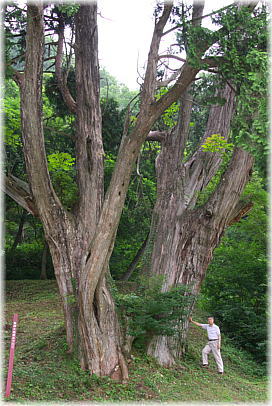 画像:岩神大権現のクロベ(幹と並ぶ)