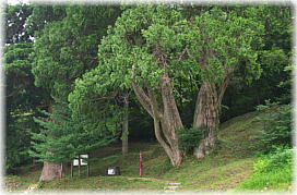 画像:岩神大権現のクロベ