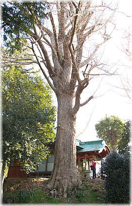 画像:愛宕神社のイチョウ(幹と並ぶ)