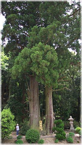 画像:岩附神社の夫婦杉(幹と並ぶ)