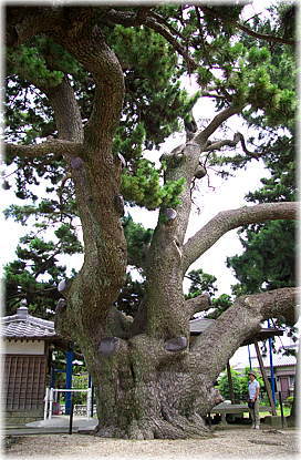 画像:地蔵大マツ(幹と並ぶ)
