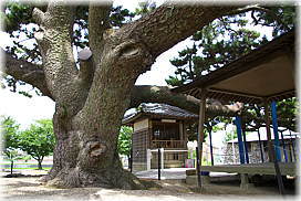 画像:地蔵大マツ(マツと地蔵堂)