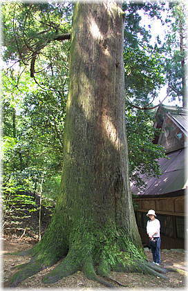 画像:十二相神社のスギ(幹と並ぶ)
