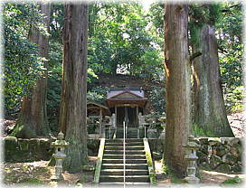 画像:十二相神社のスギ