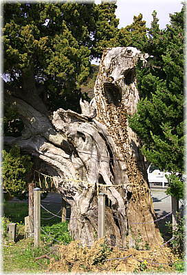画像:加畑賀茂神社のビャクシン_1