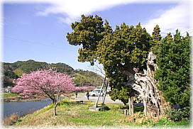 画像:加畑賀茂神社のビャクシン_2