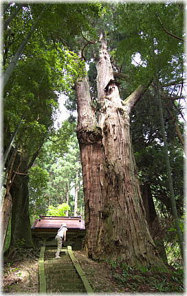 画像:影沢の大杉(幹と並ぶ)