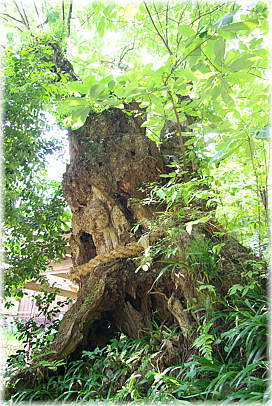 画像:戒場神社のホオノキ