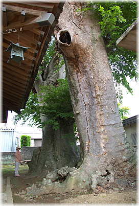 画像:八坂神社のケヤキ(幹と並ぶ)