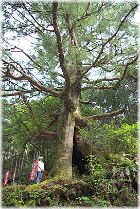 画像:鎌地蔵のスギ(幹と並ぶ)