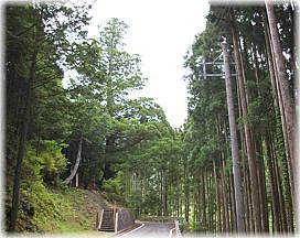 画像:鎌地蔵のスギ(全景)