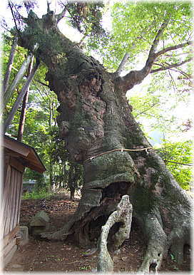 画像:亀熊八幡神社のケヤキ_1