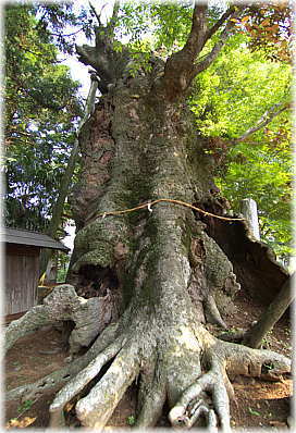 画像:亀熊八幡神社のケヤキ_2