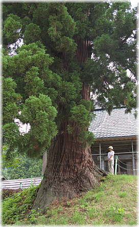 画像:上鰕池十二社のスギ(幹と並ぶ)