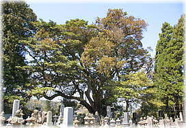 画像:上法万のはねり(全景)