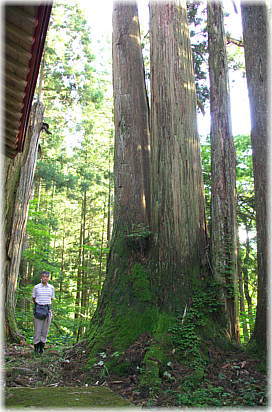 画像:上中田弥彦神社のスギ(幹と並ぶ)
