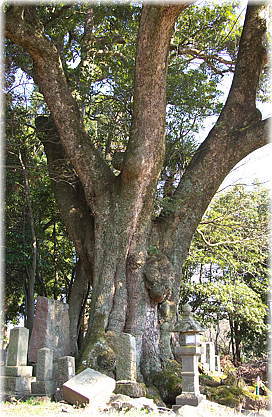 画像:上余戸のタブノキ