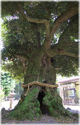 画像:加茂神社の神木