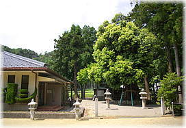 画像:加茂神社の神木(全景)
