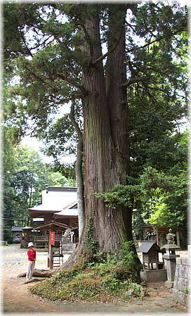 画像:鴨鳥五所神社のスギ(幹と並ぶ)