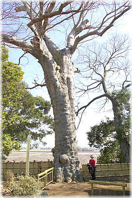 画像:観音寺大欅(幹と並ぶ)