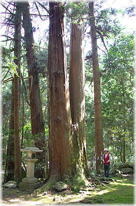 画像:河内神明神社のスギ(幹と並ぶ)