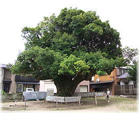 画像:川俣神社のスダジイ(全景)(幹と並ぶ)